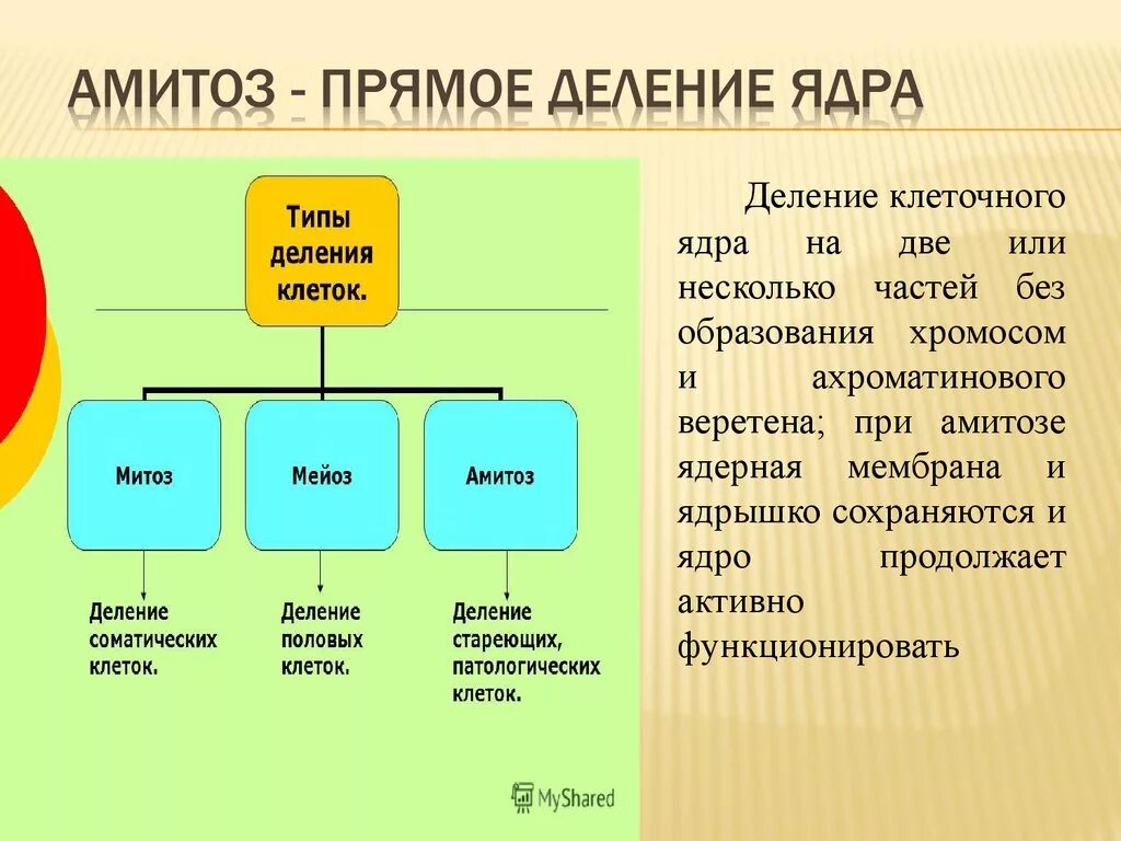 Типы деления клеток 3 типа. Амитоз прямое деление клетки. Деление клетки амитоз. Деление клеточного ядра. Прямое деление ядра клетки.