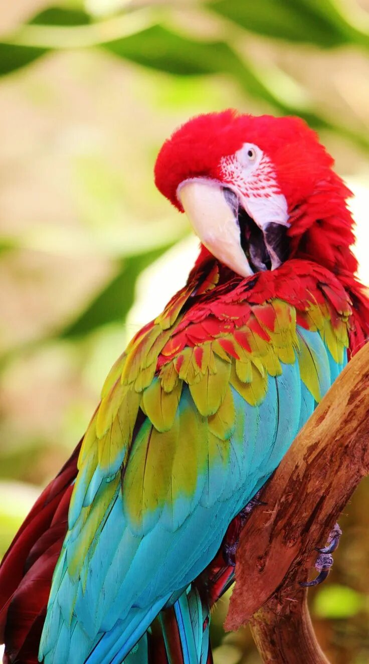 Попугай ара. Попугай какаду цветной. Попугай арара. Попугай ара радужный. Попугай ара.