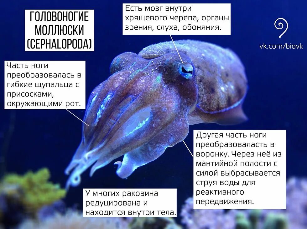 Значение головоногих. Передвижение головоногих моллюсков. ядовитые головоногие. органы чувств головоногих моллюсков. строение раковины головоногих моллюсков.