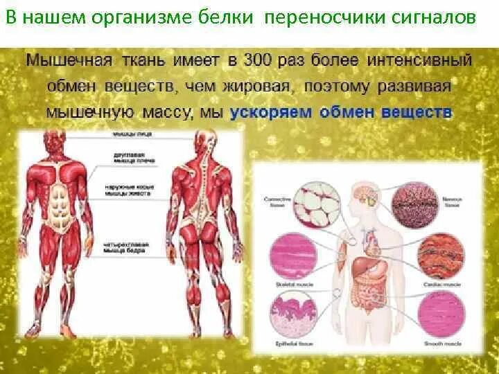 Зачем нужен белок организму. Белки в организме. Зачем белок организму. Белки в нашем организме. Белки в теле человека.