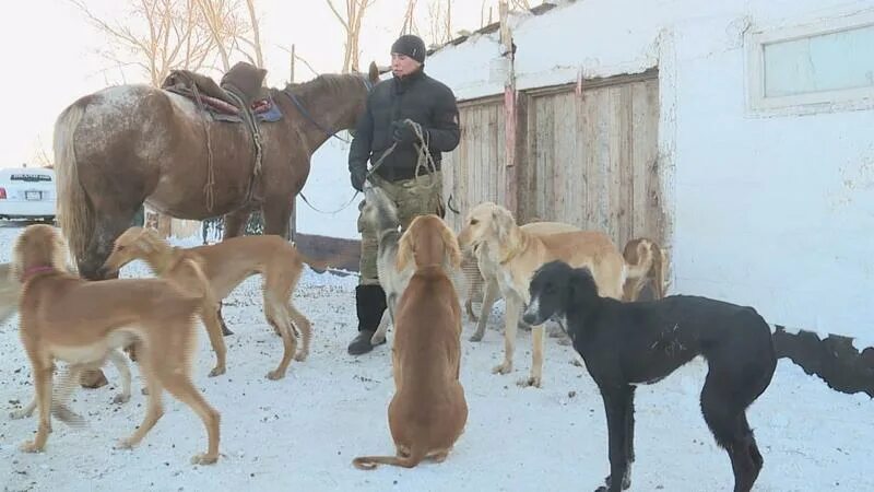 Казашка развод. Разведение собак. Собаки в Казахстане. Казахская борзая купается. Казахская тазы.