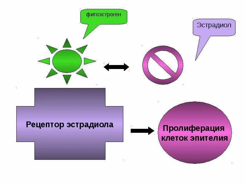 Фитоандрогены. Фитоэстрогены. Женские фитоэстрогены. Эстроген и фитоэстроген. Источники фитоэстрогенов.