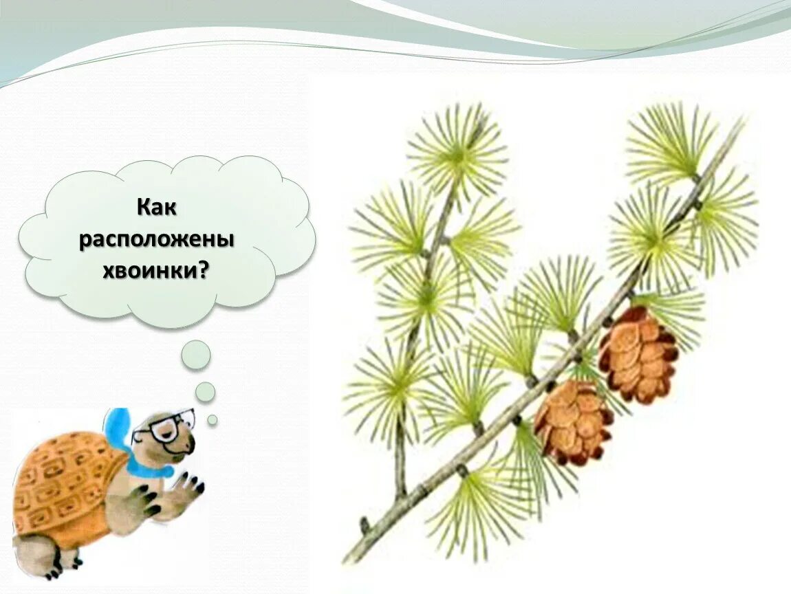 Хвойные 1 класс. Что такое хвоинки 1 класс. Что такое хвоинки задания. Что такое хвоинки окружающий мир. Лиственница шишки и хвоинки.