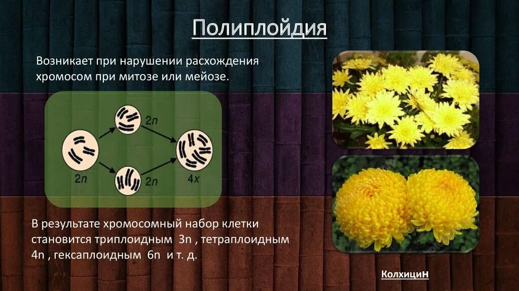 Нарушение расхождения хромосом