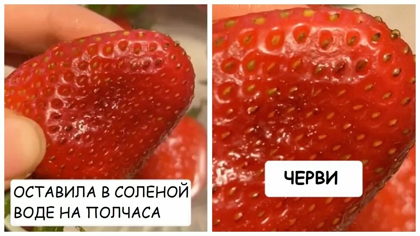 Может ли червь жить в воде