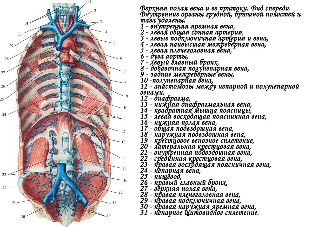 Две верхние полые вены. Верхняя и нижняя полая Вена анатомия. Нижняя полая Вена плечеголовная Вена. Нижняя полая Вена анатомия впадает. Внутренняя полая Вена анатомия.