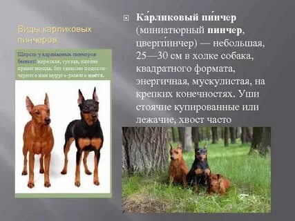 Пинчер описание