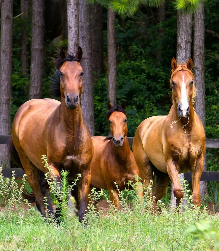 Конь лошадь жеребенок. Лошадка с жеребенком. Семья лошадей. Красивые лошади.