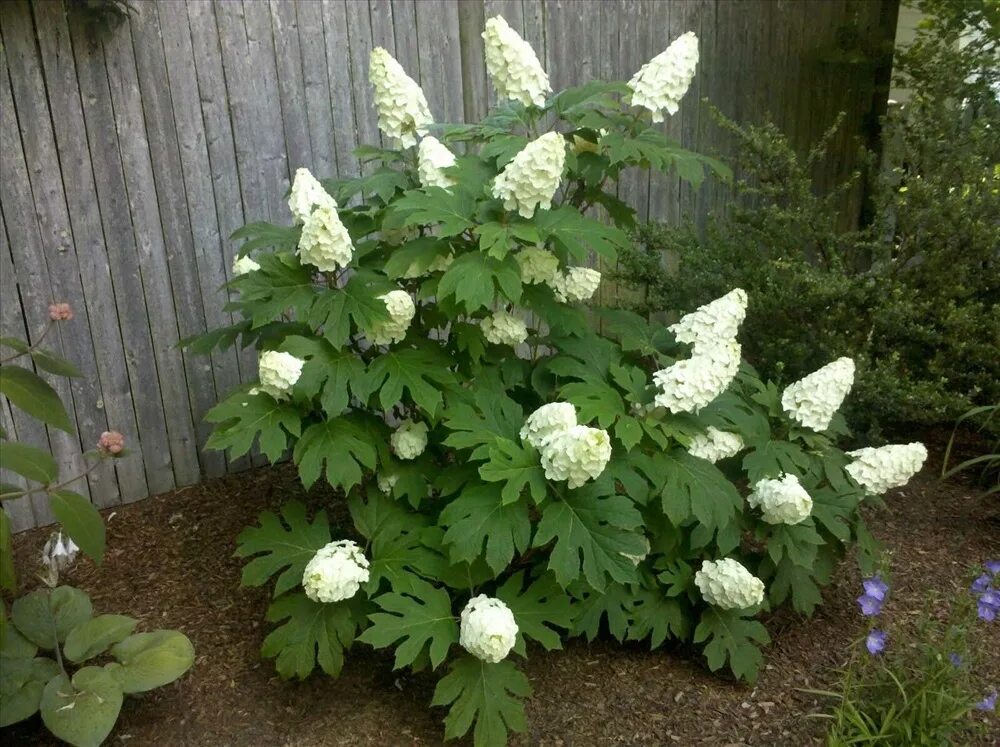 Гортензия дуболистная Айс Кристал (Hydrangea quercifolia Ice Crystal) купить саж