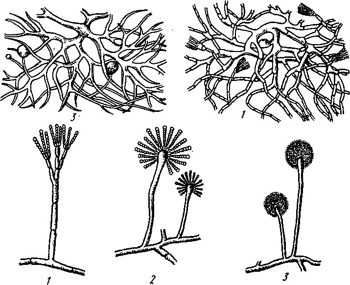Мукор редуцент. Вегетативный мицелий Penicillium. Мукор пеницилл аспергилл. Пеницилл вегетативный мицелий. Строение мицелия Penicillium.