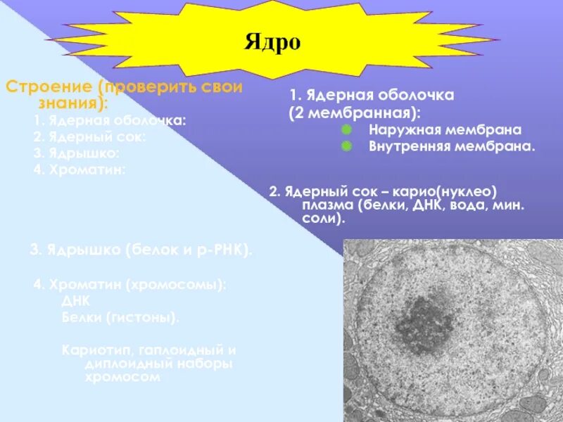 Растворение оболочки ядра происходит в. Ядро (ядрышко, ядерный сок, хроматин). Ядро ядрышко ядерная оболочка. Ядро мембрана ядерный сок ядрышко хроматин. Ядро (ядрышко, ядерный сок, хроматин) строение.