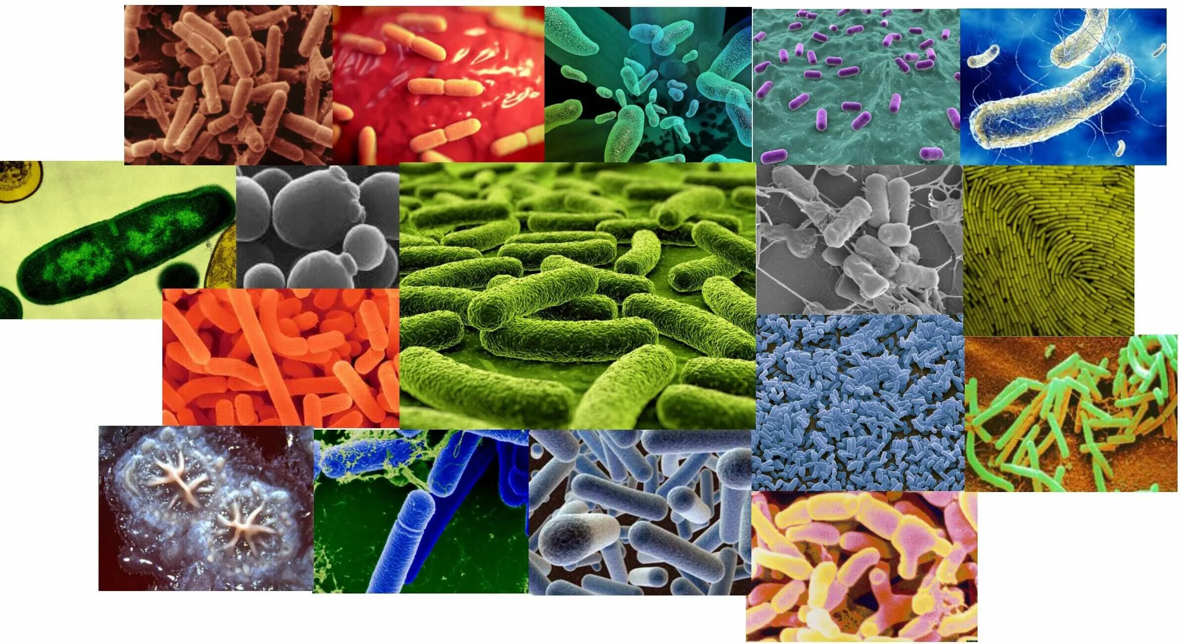 Микроорганизмы в условно патогенной микрофлоры. Патогенные микроорганизмы (вирусы,бактерии, грибки);. Болезнетворные бактерии. Болезнетворные бактерии патогенные.