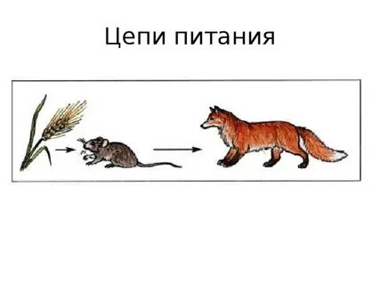 Цепь питания лисы