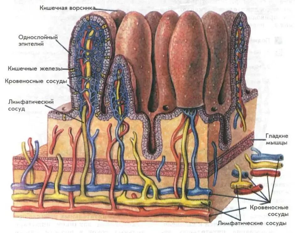 Через кишечник ворсинки в кровь всасываются. Слизистая оболочка кишечника. Кишечные ворсинки. Ворсинки тонкого кишечника анатомия. Микроворсинки кишечника гистология. Строение ворсинки тонкого кишечника.