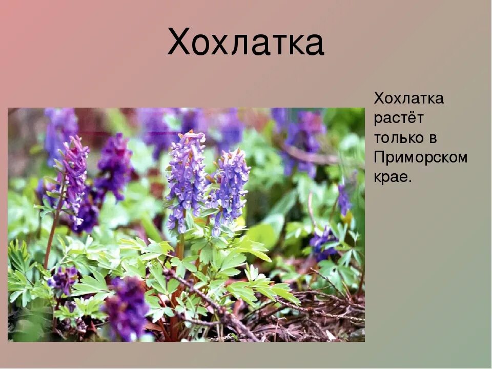 Растения приморского края занесенные в красную книгу. Растения приморского края занесенные в красную книгу. Венерин башмачок в приморском крае. Животные красной книги приморского края. Растения приморского края занесенные в красную книгу.