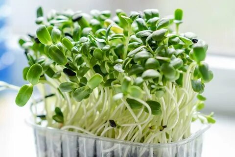 Свежая микрозелень