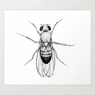 Fly draw