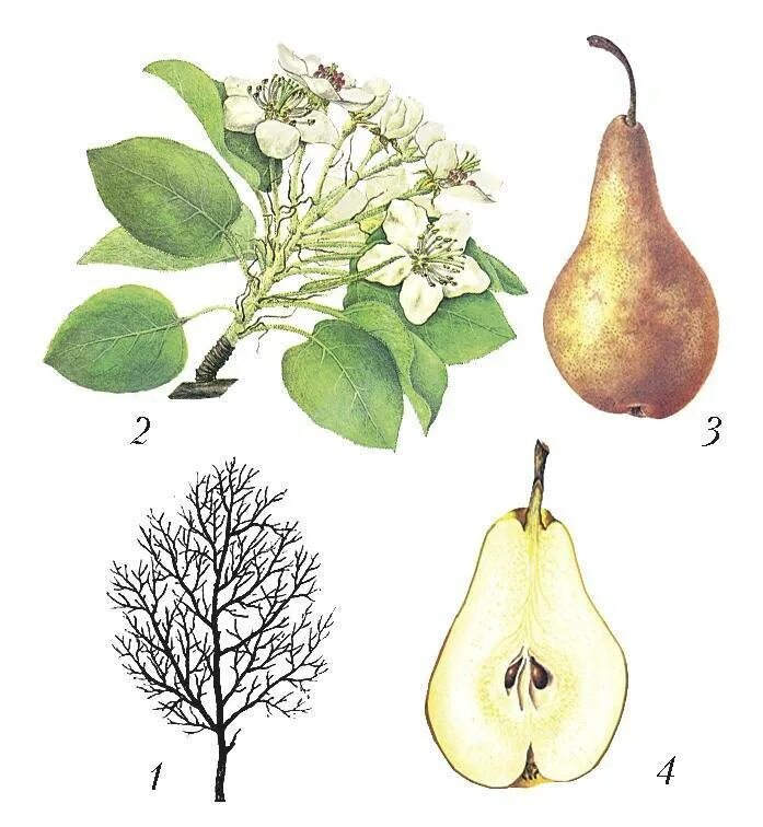 Груша Лесная Pyrus. Pyrus Caucasica. Груша обыкновенная соцветие. Структура груши плода. Какой плод у груши