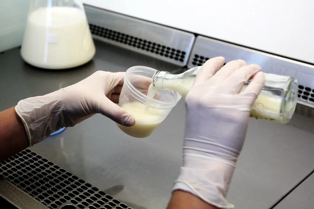 Ньюс молочный. Молоко исследование. Пробы молока в лаборатории. Молоко лабораторные исследования. Фальсификация молока и молочных продуктов.