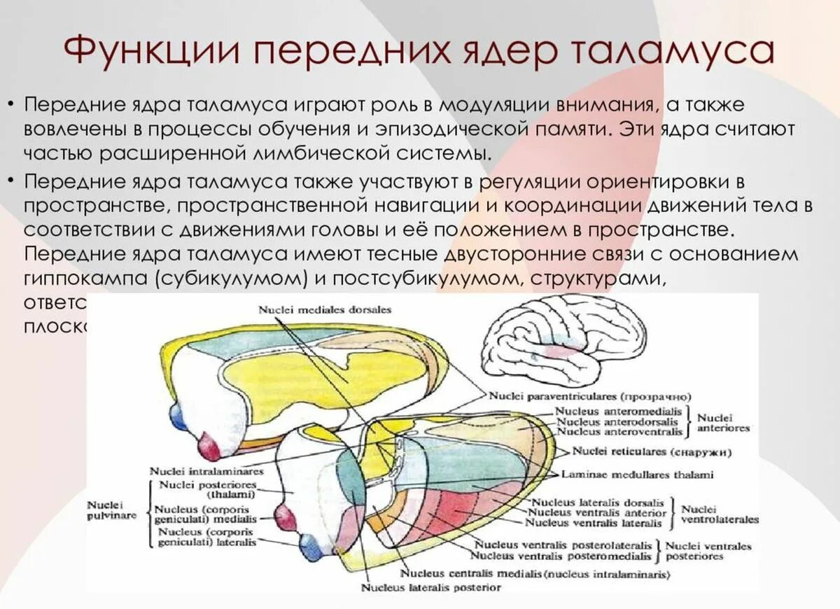 Что такое таламус. Ядра таламуса физиология. Функции таламуса мозга анатомия. Промежуточный мозг анатомия строение. Таламус (Thalamus, зрительный бугор).