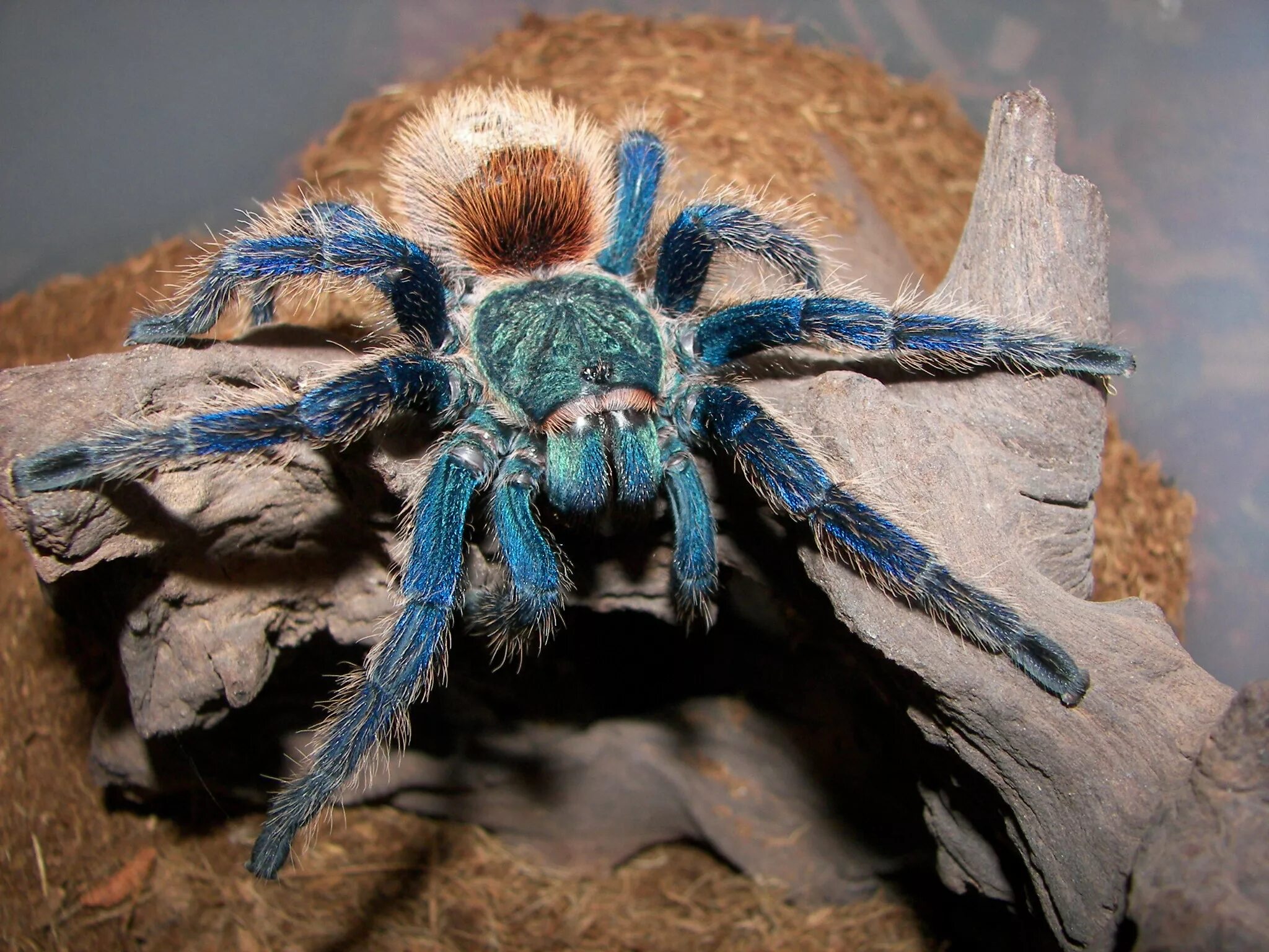 Сколько стоит тарантул. Паук-птицеед Chromatopelma cyaneopubescens. Chromatopelma cyaneopubescens самец. Паук Chromatopelma cyaneopubescens. Птицеед Геркулес.