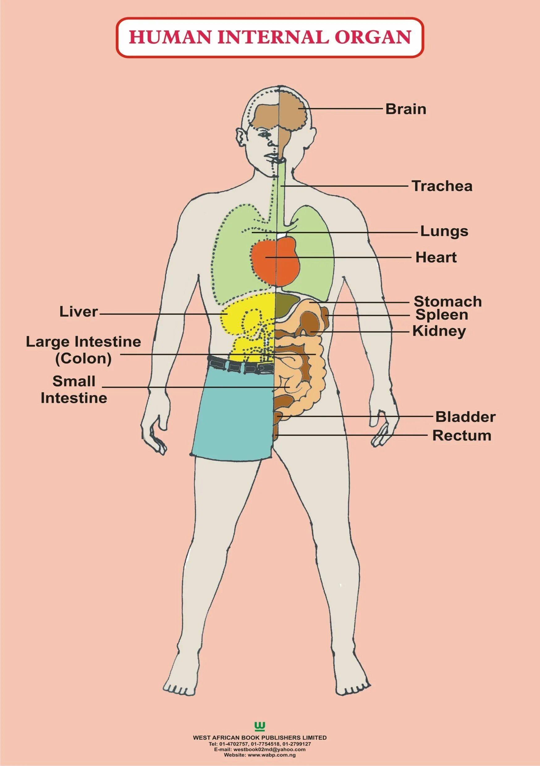 Human organs. Органы человека. Internal Organs of the Human body.