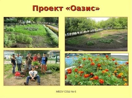Проект оазис