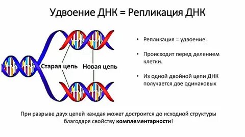 Удвоение количества днк происходит в