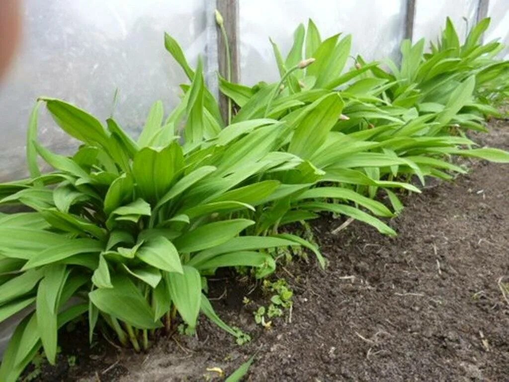 Лук победный черемша. Черемша дальневосточная. Черемша посадка. Черемша сибирская лук победный. Всходы черемши.