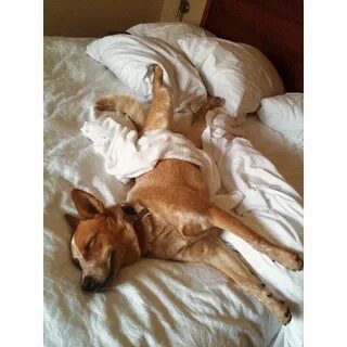 Share bed