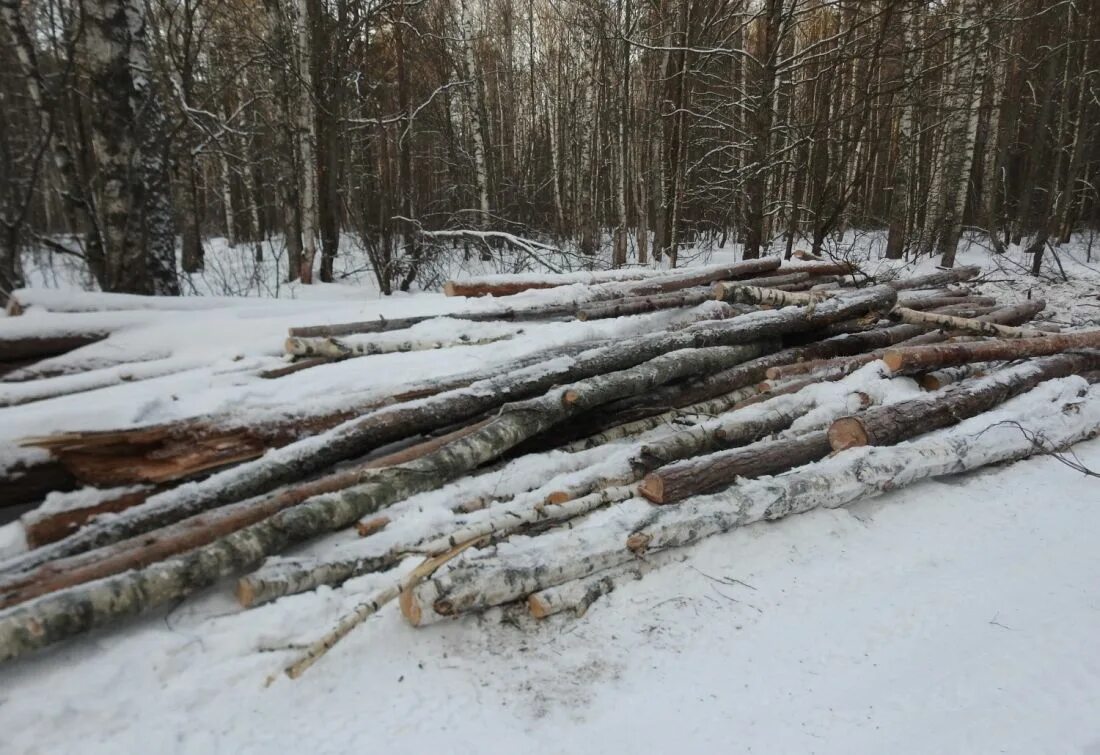 Зафиксировано 2 нарушения. Белый Яр заготовка леса. Белый Яр заготовка леса 2024. Мороз трасса.