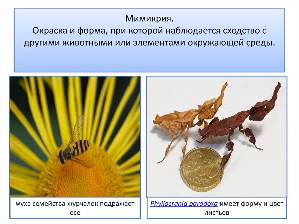 Примеры мимикрии у животных. Мимикрия окраска. Мимикрия примеры животных. Мимикрия формы. Мимикрия окраска примеры.