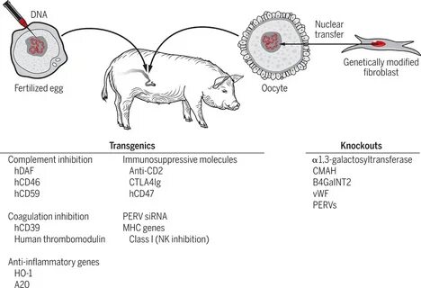 Xenotransplantatio латынь