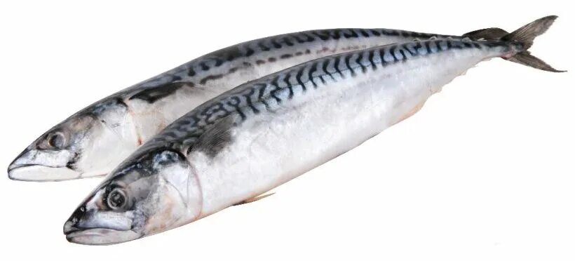 1кг ип курбатов в. 1кг. скумбрия х/к б/г в/у вес. скумбрия провесная. скумбрия 1 кг.