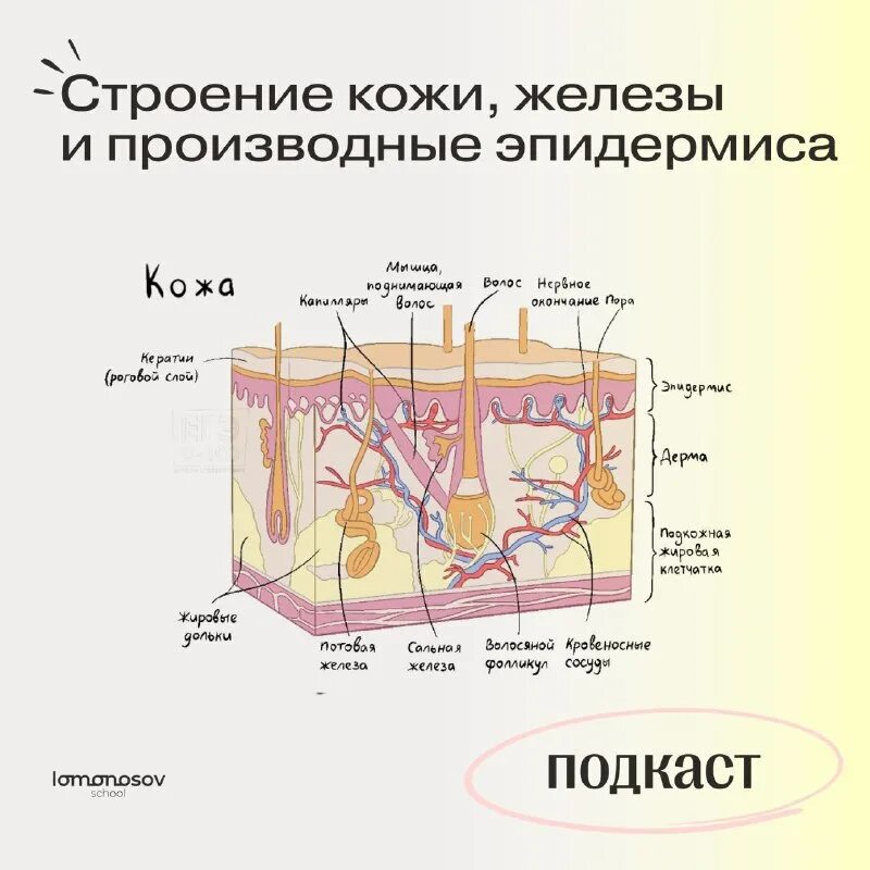 Губчатая ткань мякоти листа. Строение кожи листа. Строение кожи листа. Внутреннее строение листа и функции основная ткань. Строение кожи биология.
