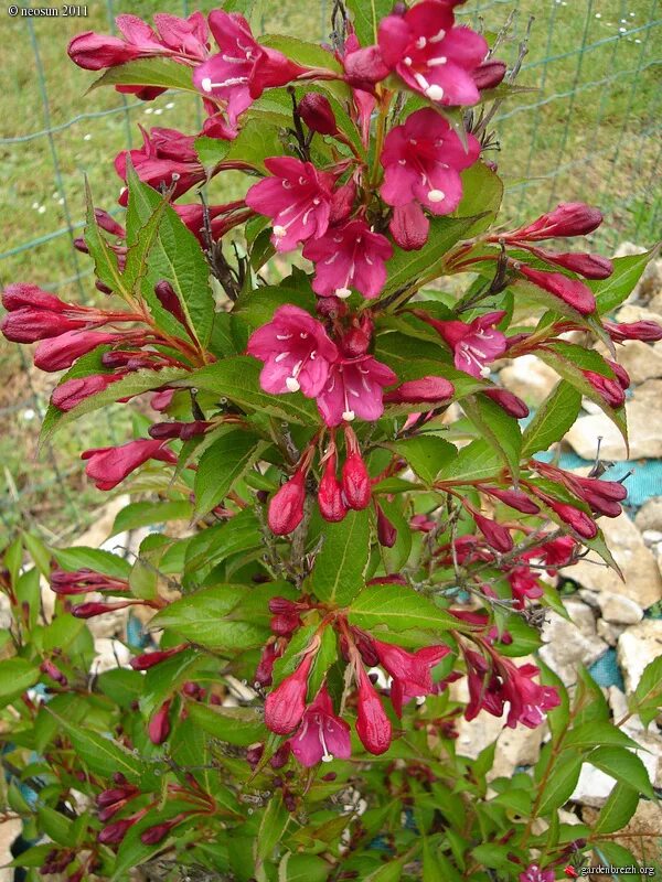 вейгела eva rathke. вейгела цветущая eva rathke. вейгела цветущая eva rathke. вейгела цветущая мулен руж. вейгела ратке.