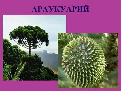 Растения растущие в северной америке