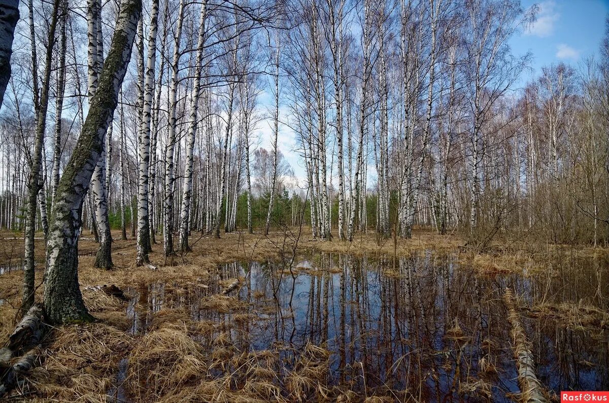 Блудово болото это удивительное место впр