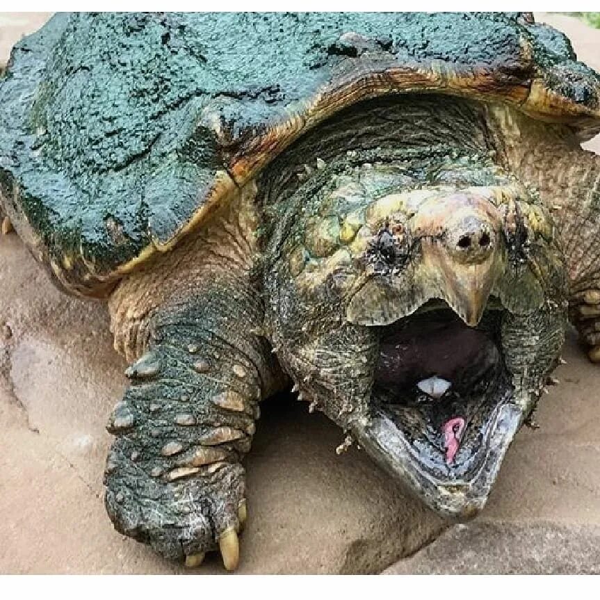 Мягкотелая черепаха свайно. Живот черепахи. Грифовая черепаха террариум. Черепаха прячется. Похожа на черепаху.