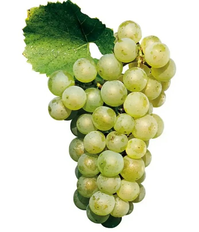 Шардоне виноград белый. Шардоне виноград белый. Куст винограда шардоне. Виноград шардоне блан. Москато бьянко виноград.