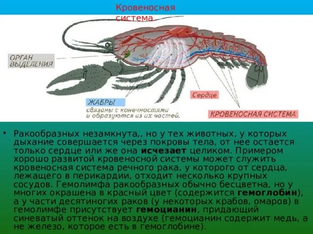 Кровеносная система ракообразных. Кровеносная система ракообразных 7 класс биология. Десятиногие ракообразные десятиногие ракообразные. Органы дыхания ракообразных. Рак относится к классу