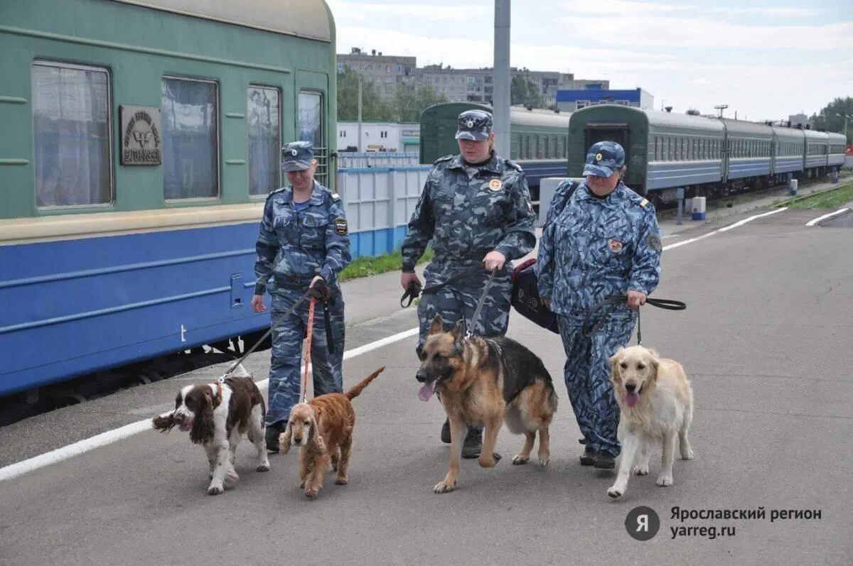 Транспортная полиция собаки. Кинологи транспортной полиции. Полицейские собаки в России. Полицейский с собакой. Охрана кинологами