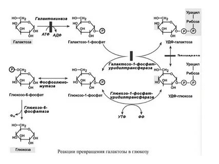 Фруктоза превращается в глюкозу в печени