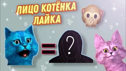 Смотрим кота лайка