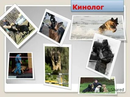 Профессионализмы профессии кинолог