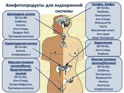 Какая система регулирует концентрацию