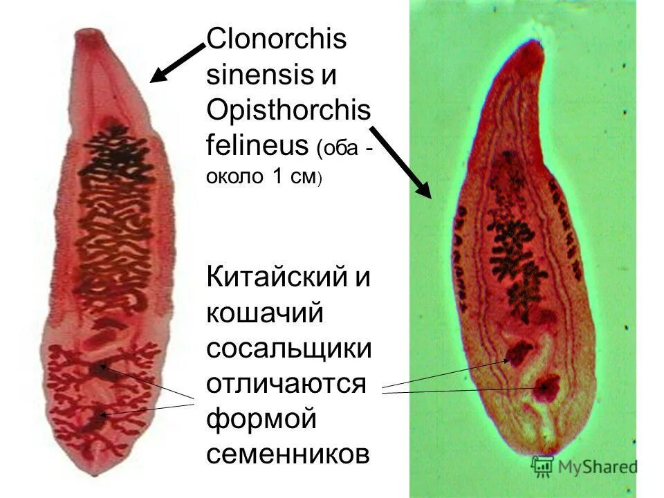 Двуустка китайская (Clonorchis sinensis). Китайский сосальщик (Clonorchis sinensis). Кошачий сосальщик (Opisthorchis felineus). Трематоды Кошачья двуустка. Отличия сосальщиков