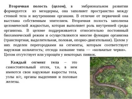 Первичная полость тела функции