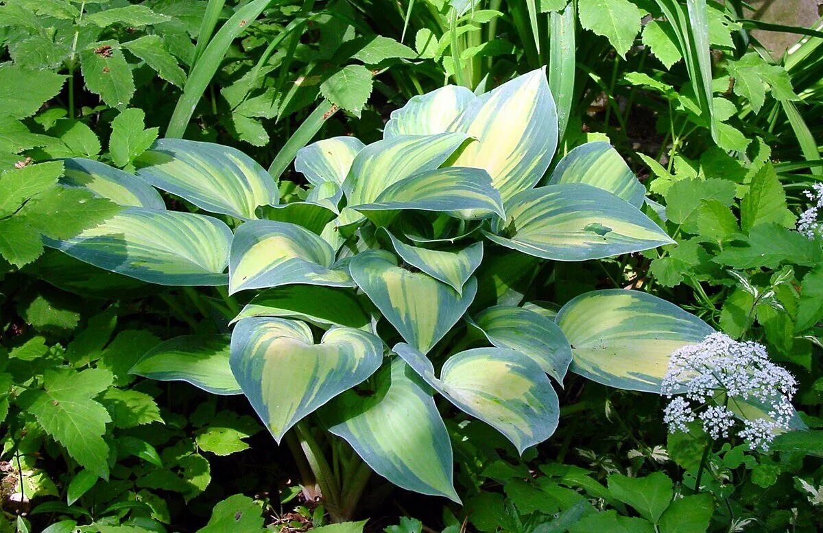 Хоста корневая. Хоста ланцетолистная ланцифолия. Корни хосты. Хоста sterling medallion. Хоста корневище.