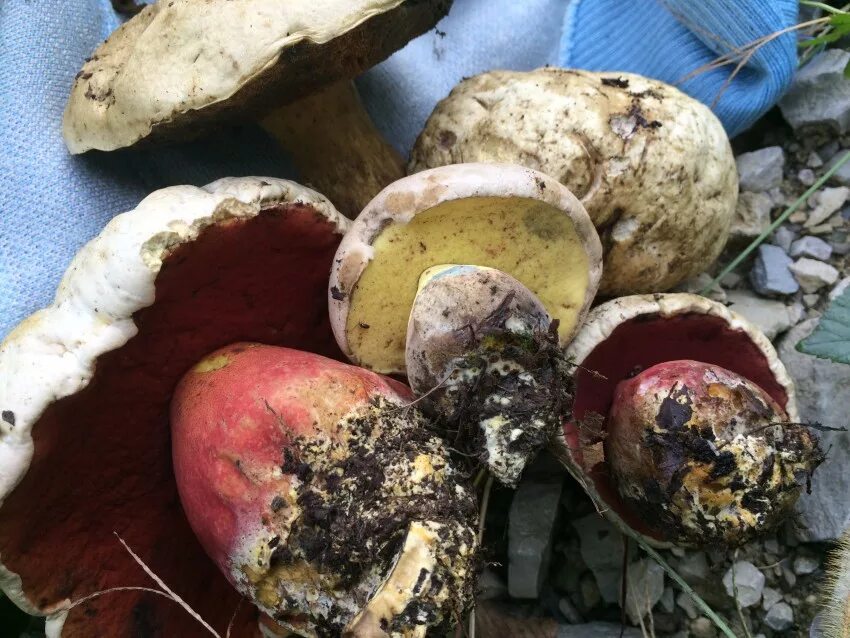 Гриб сатанинский в крыму фото и описание Fotografia hríb satanský Boletus satanas Lenz Funghi, Natura, Arte della natur